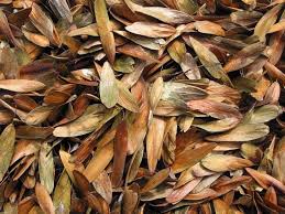 Lift your spirits with funny jokes, trending memes, entertaining gifs, inspiring stories, viral videos, and so much more. Grow An Ash Tree From Seed An Easy To Follow Guide From Tcv