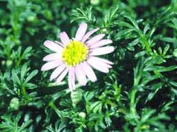 Image result for Brachycome