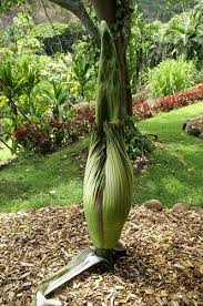 Amorphophallus Titanum Unusual Flowers Strange Flowers Unusual Plants