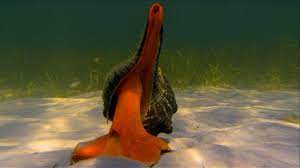 Maybe you would like to learn more about one of these? Giant Horse Conch Hunting Hermit Crab Check123 Video Encyclopedia