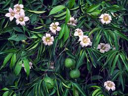 Good news for Wright's Gardenia, a...