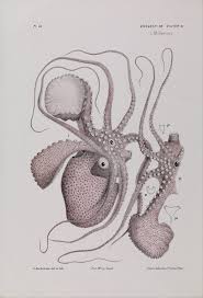 It can be done with the production activity window (l). Nathan Goldman The Octopus Protocols