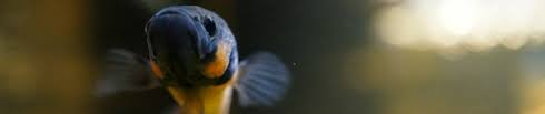 My wild betta bloodlines are renowned throughout the aquatic world. Sf Bay Wild Type Bettas Betta Macrostoma Betta Hendra