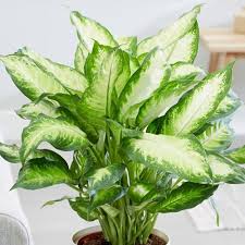 Dieffenbachia dieffenbachia (also known as dumb cane) is a popular houseplant grown for its large, showy leaves. Dieffenbachia Houseplants At City Floral Garden Center