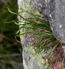Image result for Asplenium rutshuruense