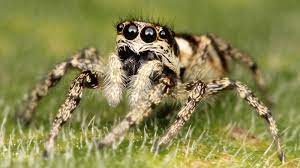 Also you can share or upload your favorite wallpapers. Jumping Spiders Can See The Moon The Atlantic