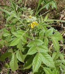 Image result for Senna hirsuta