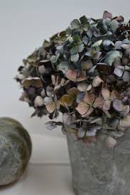 Epingle Par Lili Paris Sur Garden Hortensias Faire Secher Des Hortensias Hortensia