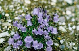 Image result for Cyphia lasiandra