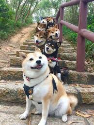 Everything you need to know about the. 19 Reasons To Never Adopt A Shiba Inu Holidogtimes