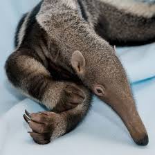 Pin On Animal Passion