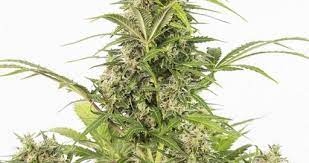 Amazon's choicefor delonghi coffee maker. White Widow Autoflowering Cbd Cbd Hanfsamen White Widow Autoflowering Kaufen