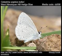 Image result for Celastrina argiolus