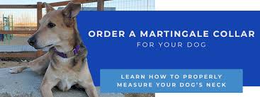 How to measure dog for martingale collar. Martingale Dog Collar Benefits Of Martingale Dog Collars