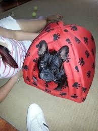 email protected to verify my membership. French Bulldog Club Of Qld