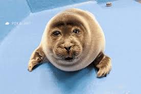 Walrus Crying GIF ಗಳು