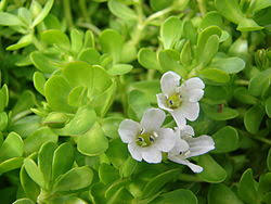 Image result for Bacopa floribunda