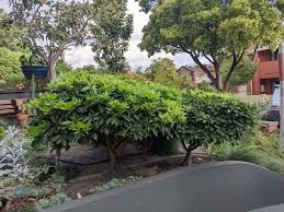 Image result for Hymenosporum