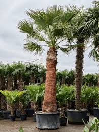 Image result for Washingtonia filifera