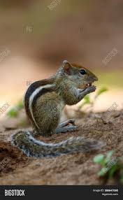 Indian palm squirrel is species of small rodent that belongs to the squirrel family. Indian Palm Squirrel Image Photo Free Trial Bigstock