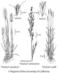 Image result for Trilepisium
