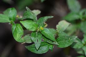 Image result for Synedrella