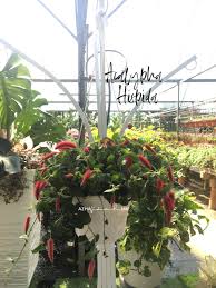 Hiasan eksterior adalah hiasan yang diletakkan di luar ruangan. Pokok Hiasan Dalam Dan Luar Rumah Blog Sihatimerahjambu