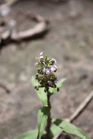 Image result for Aneilema lanceolatum