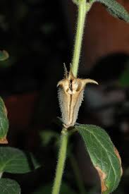 Image result for Ceratotheca triloba