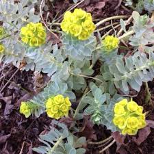 We did not find results for: Purge Your Spurge Utah Associated Garden Clubs