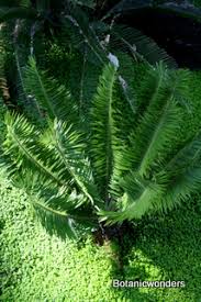 Image result for Encephalartos aplanatus