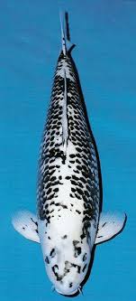 Unique Koi Pictures Zeevissen Vissen Vijvers