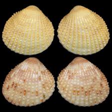 Image result for Dipcadi papillatum