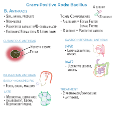 Image result for Anthrax