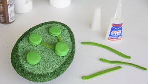 Carefully shape it as semi sphere shape. How To Build A 3d Model For Cell Biology Projects Mitochondria Chloroplast Pendidikan