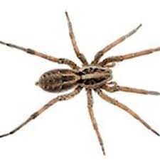 1st choice pest control llc. Affordable Pest Solutions 12 Photos Pest Control Kaukauna Wi Phone Number