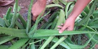 Si vous achetez des produits de plusieurs producteurs nous organiserons les collectes de vos produits de sorte à ce qu'ils vous soient tous livrés le même jour à la même heure. 40 Utilisations De L Aloe Vera Qui Vont Vous Stupefier