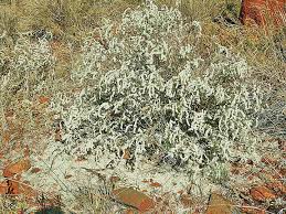 Image result for Aerva