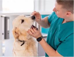Heather venkat, dvm, mph, dacvpm. Pet Teeth Cleaning In Dubai Veterinary Pet Dental Care
