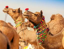 The elephant is generally considered a symbol of good luck and the animal is a symbol of good fortune. A Guide To Indian Festivals India Tours And Travel Specialists