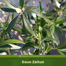 Gambar daun yang sederhana akan menjadi artistik jika digambar dengan baik. Ciri Ciri Pohon Zaitun Olea Europaea Di Alam Liar Ciriciripohon Com