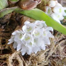 Image result for Ancistrorhynchus