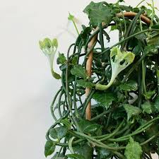 Image result for Ceropegia papillata