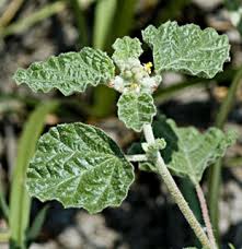 Image result for Chrozophora plicata