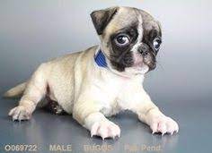29 Bugg The Best Boston Terrierpug Ideas Boston Terrier Pug Boston Terrier Terrier