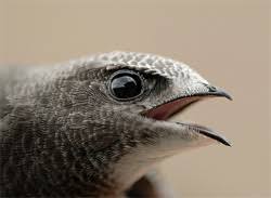 Результат пошуку зображень за запитом "стриж"