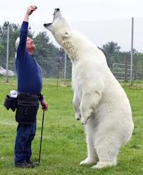 Black Bear Vs Grizzly Bear Size Difference Han S Falcon Polar Bear Animals Cute Baby Animals