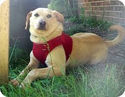 Check spelling or type a new query. Duluth Mn Golden Retriever Meet Fergi A Pet For Adoption