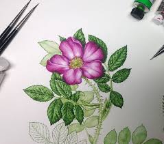 Image result for Rosaceae