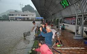 Cara Membuat Umpan Ikan Mas Harian Musim Hujan Paling Jitu Untuk Mancing Gt Galatama Harian Kilo Gebrus Serta Cocok Untuk Indukan Ram Ikan Hujan Ikan Mas